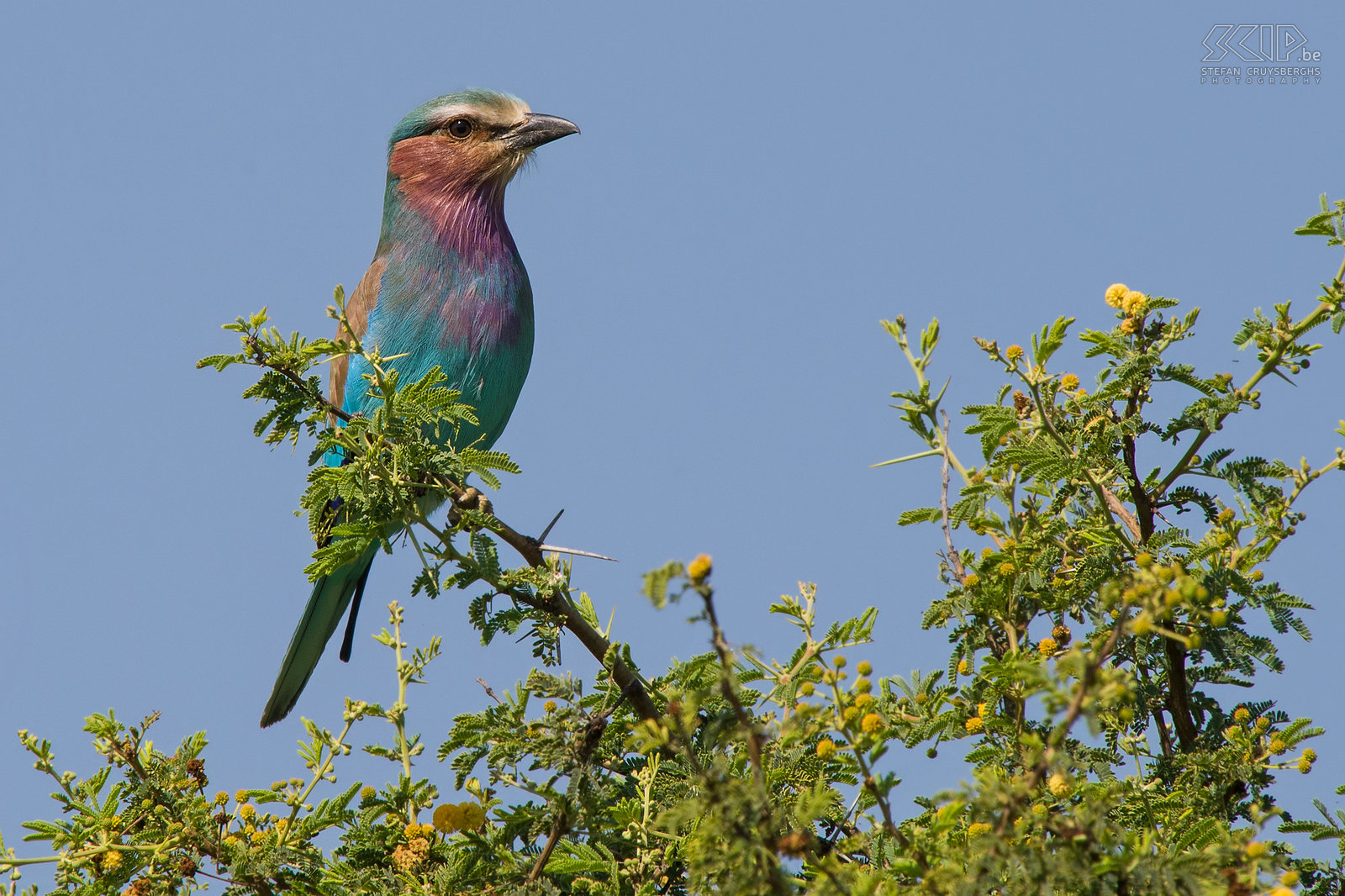 Nechisar - Lilac-breasted roller  I was able to take a close shot of this beautiful Lilac-breasted roller (Coracias caudatus). Stefan Cruysberghs